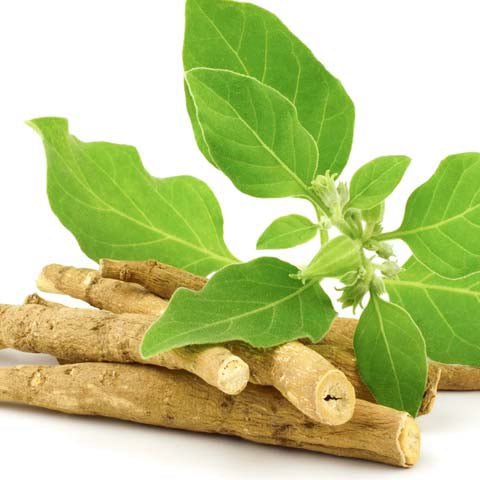 Ashwagandha in Spartamax