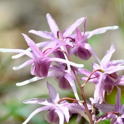 Horny Goat Weed in Spartamax