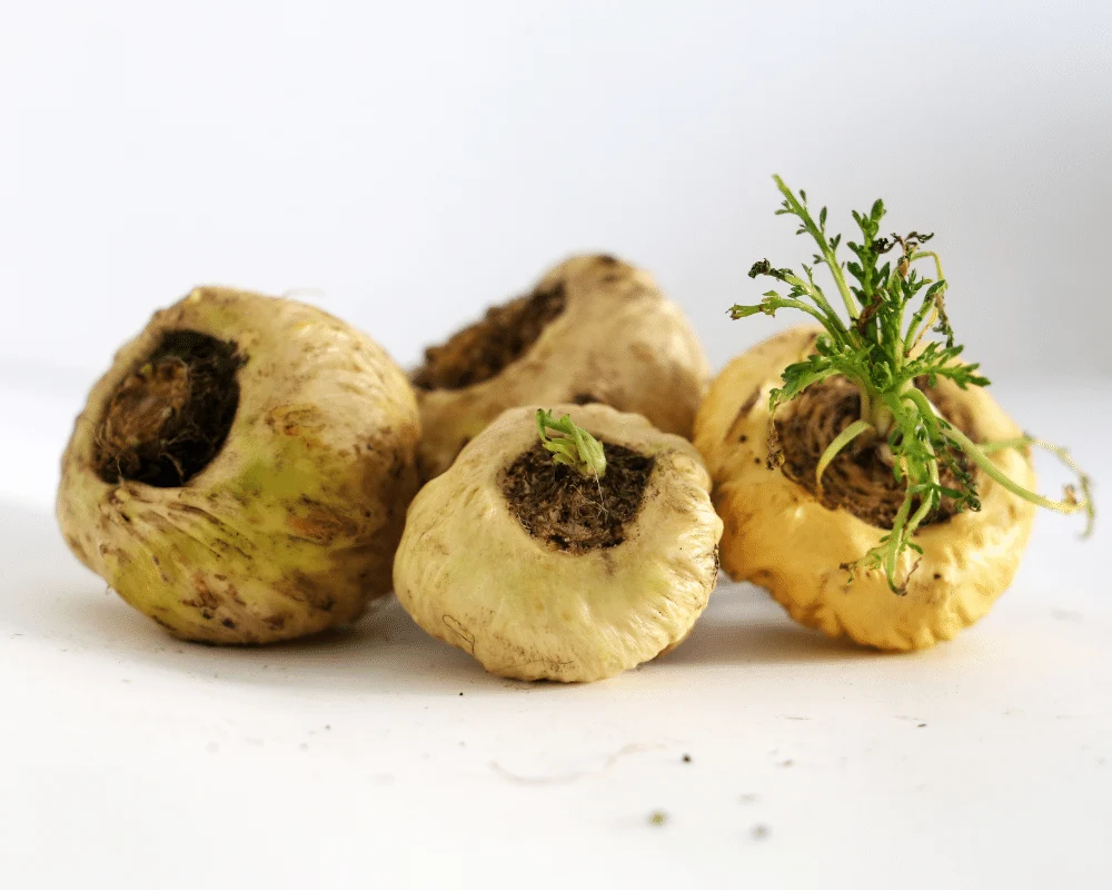 Maca Root in Spartamax